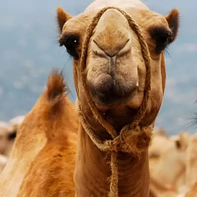 Ethiopian livestock