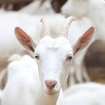 Ethiopian livestock