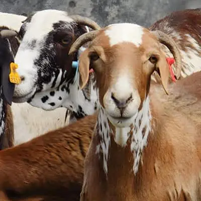 Ethiopian livestock