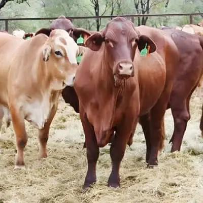 Ethiopian livestock