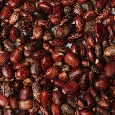 Ethiopian seeds